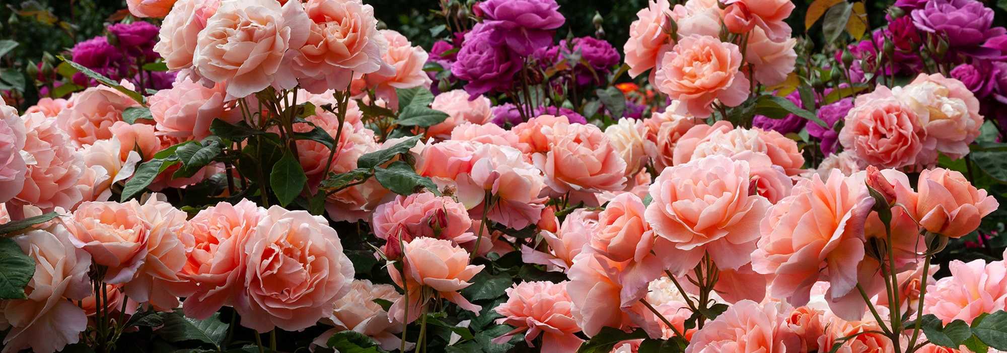 Plant Sales Shop -Plant Sales Shop 1