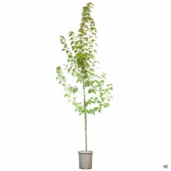 Red Maple 'Autumn Blaze' -Plant Sales Shop Acer AutumnBlaze 15gal 8f45e23d 4ab8 43ad ad7a 2531caefc14a