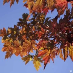Red Maple 'Autumn Blaze' -Plant Sales Shop Acer AutumnBlaze FallColors