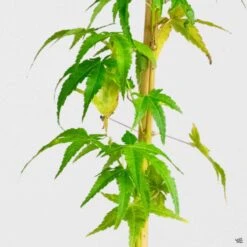 Japanese Maple 'Bihou' -Plant Sales Shop Acer Bihou JapaneseMaple Detail