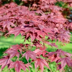 Japanese Maple 'Bloodgood'