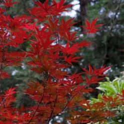 Japanese Maple 'Emperor One' 7 Japanese Maple 'Emperor One' -Plant Sales Shop Acer EmperorOne2 c8749bf9 e17f 4c7d a373 709597e5d94b