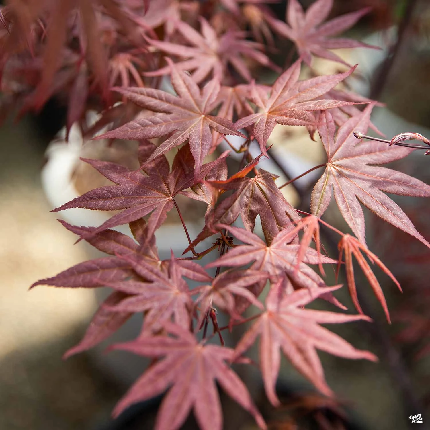 Japanese Maple 'Emperor One' 1 Japanese Maple 'Emperor One'