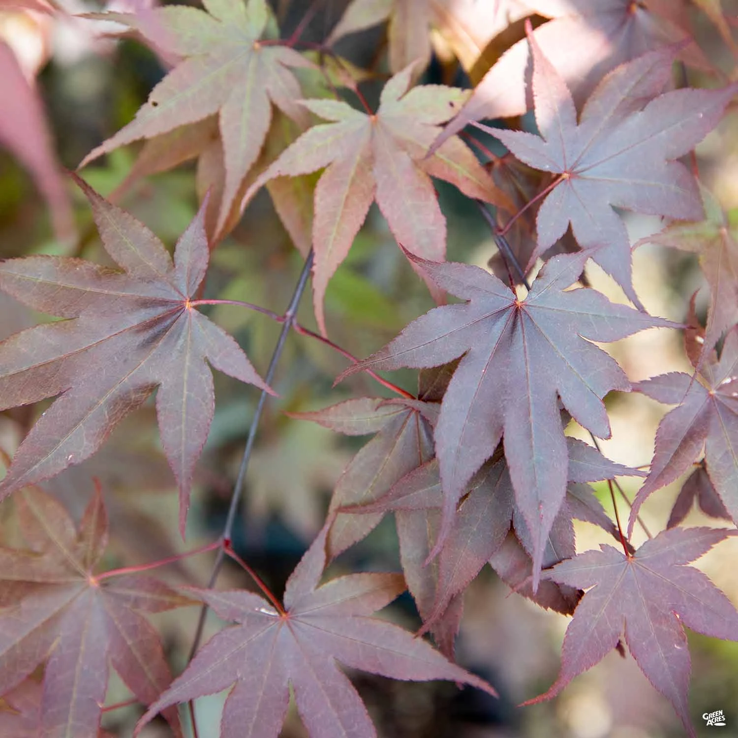Japanese Maple 'Emperor One' 2 Japanese Maple 'Emperor One' - Image 2