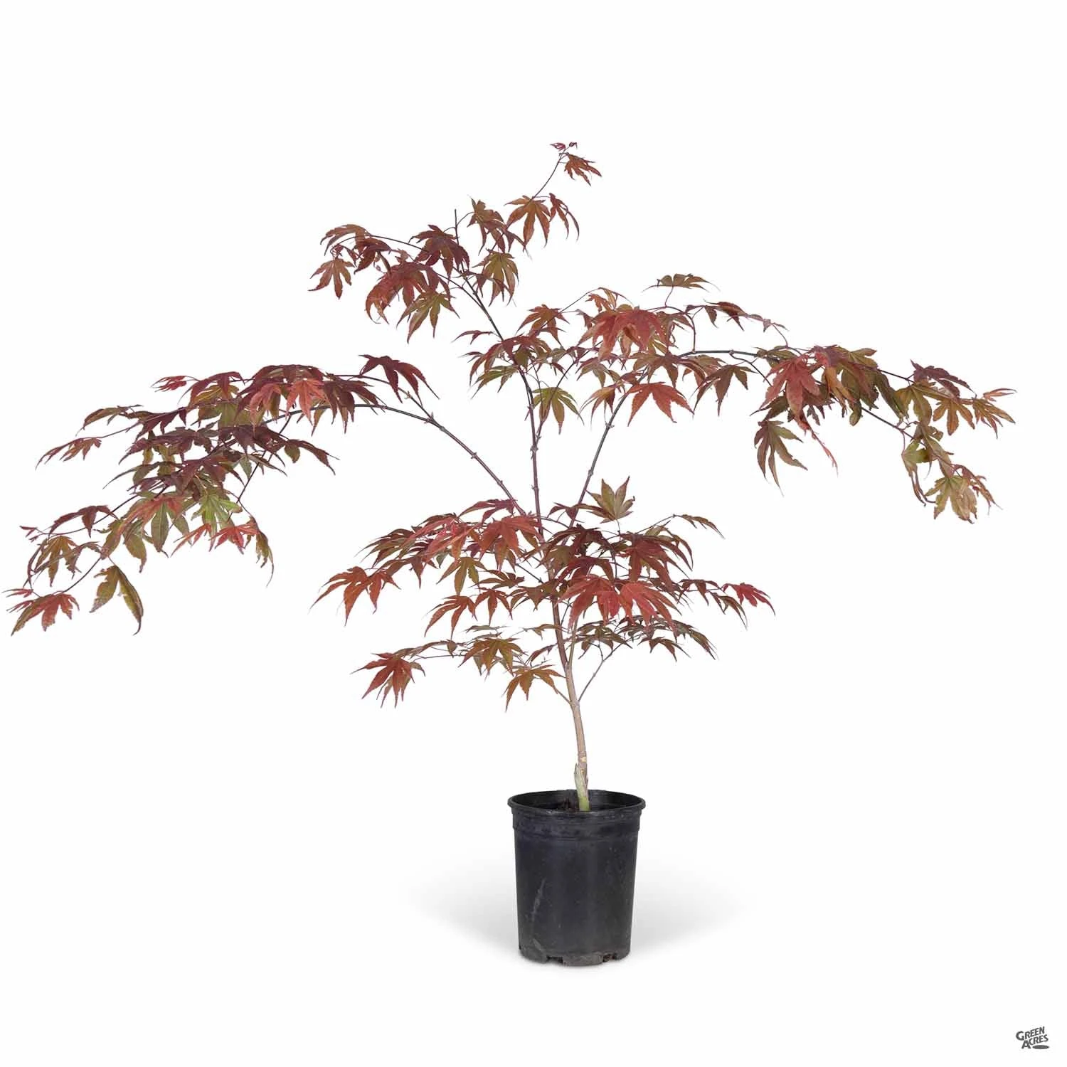 Japanese Maple 'Fireglow' 3 Japanese Maple 'Fireglow' - Image 3