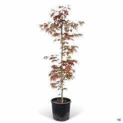 Japanese Maple 'Fireglow' 7 Japanese Maple 'Fireglow' -Plant Sales Shop Acer Fireglow 5gal