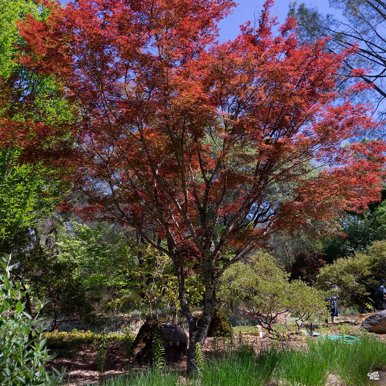 Japanese Maple 'Fireglow' 2 Japanese Maple 'Fireglow' - Image 2