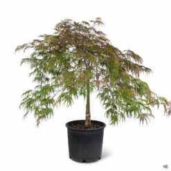 Japanese Maple 'Inaba Shidare' -Plant Sales Shop Acer InabaShidare 5gal v2