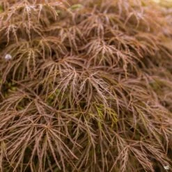 Japanese Laceleaf Maple 'Baldsmith'