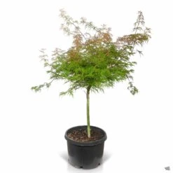Japanese Laceleaf Maple 'Baldsmith' -Plant Sales Shop Acer Laceleaf Baldsmith 10gal