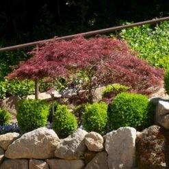 Japanese Laceleaf Maple 'Crimson Queen' -Plant Sales Shop Acer Laceleaf CrimsonQueen3