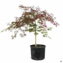 Japanese Laceleaf Maple 'Crimson Queen' -Plant Sales Shop Acer Laceleaf CrimsonQueen 7gal Green 709a9708 52cf 4289 bb93 1092d17a1061