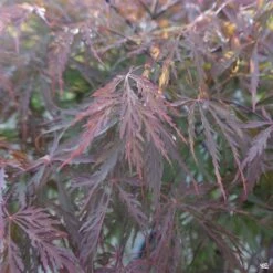 Japanese Laceleaf Maple 'Red Dragon' -Plant Sales Shop Acer Laceleaf RedDragon