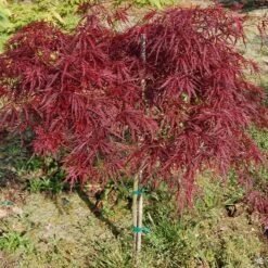 Japanese Laceleaf Maple 'Red Dragon' -Plant Sales Shop Acer Laceleaf RedDragon3