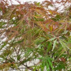 Japanese Laceleaf Maple 'Red Dragon' -Plant Sales Shop Acer Laceleaf RedDragon4