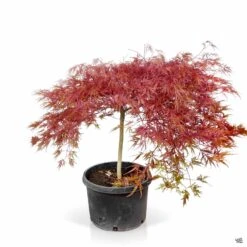 Japanese Laceleaf Maple 'Red Dragon' -Plant Sales Shop Acer Laceleaf RedDragon 10gal
