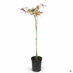 Japanese Laceleaf Maple 'Red Dragon' -Plant Sales Shop Acer Laceleaf RedDragon 1gal b8720814 533e 42a3 bda3 edf338b55d3b