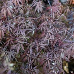 Japanese Laceleaf Maple 'Tamukeyama' -Plant Sales Shop Acer Laceleaf Tamukeyama3