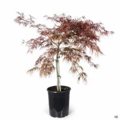 Japanese Laceleaf Maple 'Tamukeyama' -Plant Sales Shop Acer Laceleaf Tamukeyama 5gal 743bf050 af82 49fd b668 cecc760f9a07