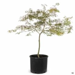 Japanese Laceleaf Maple 'Tamukeyama' -Plant Sales Shop Acer Laceleaf Tamukeyama 7gal 6a928f38 b919 4f06 806f c8d5a5c81f61