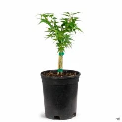 Japanese Maple 'Mikawa Yatsubusa' -Plant Sales Shop Acer MikawaYatsubusa 1gal bc4c16f1 0216 4c24 afb7 8d456ed70c05