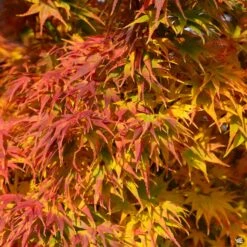 Japanese Maple 'Mikawa Yatsubusa' -Plant Sales Shop Acer MikawaYatsubusa FallColor