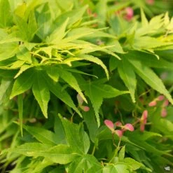 Japanese Maple 'Mikawa Yatsubusa'