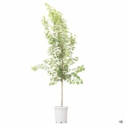 Red Maple 'October Glory' -Plant Sales Shop Acer OctoberGlory 15gal b64bec2f 18cd 4279 9125 6411aa8dc3e5