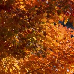 Red Maple 'October Glory' -Plant Sales Shop Acer OctoberGlory BrilliantFallColor