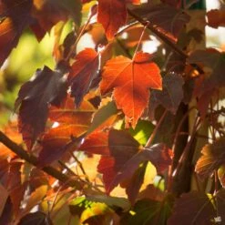 Red Maple 'October Glory' -Plant Sales Shop Acer OctoberGlory FallColor
