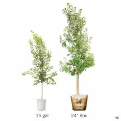 Red Maple 'October Glory' -Plant Sales Shop Acer OctoberGlory SideBySide