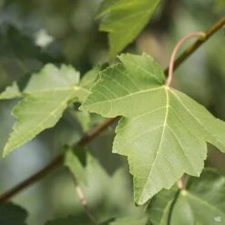 Red Maple 'October Glory' -Plant Sales Shop Acer OctoberGlory SpringColor