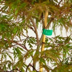 Japanese Laceleaf Maple 'Orangeola' 6 Japanese Laceleaf Maple 'Orangeola' -Plant Sales Shop Acer Orangeola