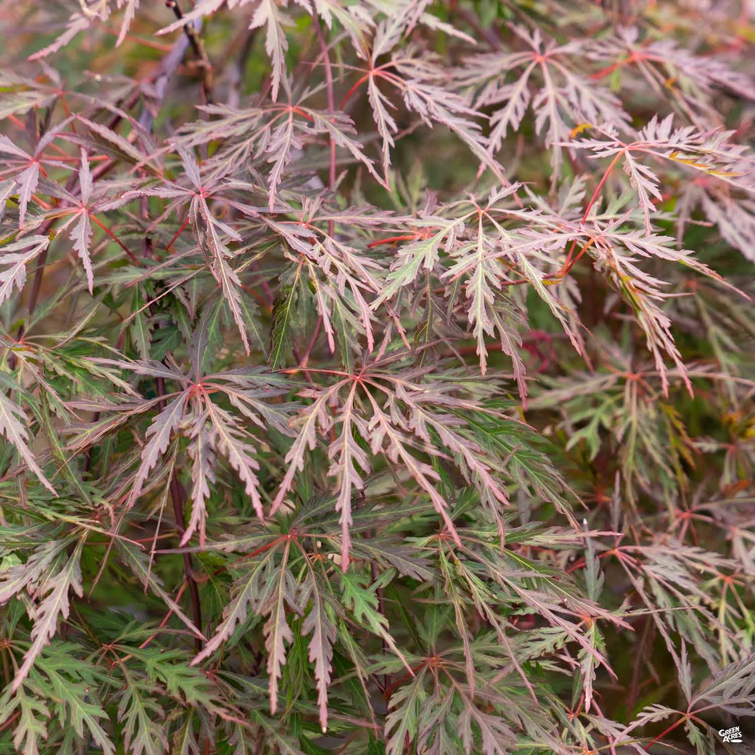 Japanese Laceleaf Maple 'Orangeola' 2 Japanese Laceleaf Maple 'Orangeola' - Image 2