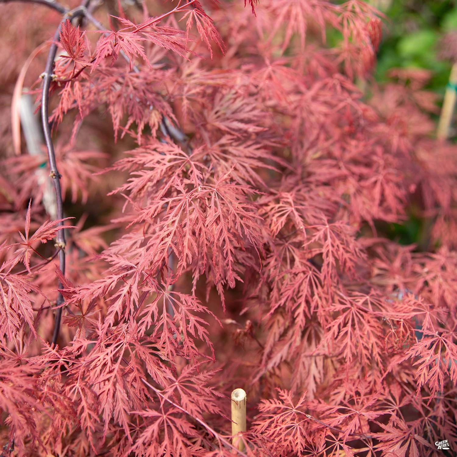 Japanese Laceleaf Maple 'Orangeola' 1 Japanese Laceleaf Maple 'Orangeola'