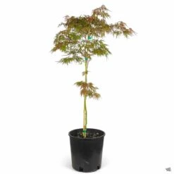 Japanese Laceleaf Maple 'Orangeola' 7 Japanese Laceleaf Maple 'Orangeola' -Plant Sales Shop Acer Orangeola 2gal 7aa010d6 1b6f 48bd bada 407267e1f5a8