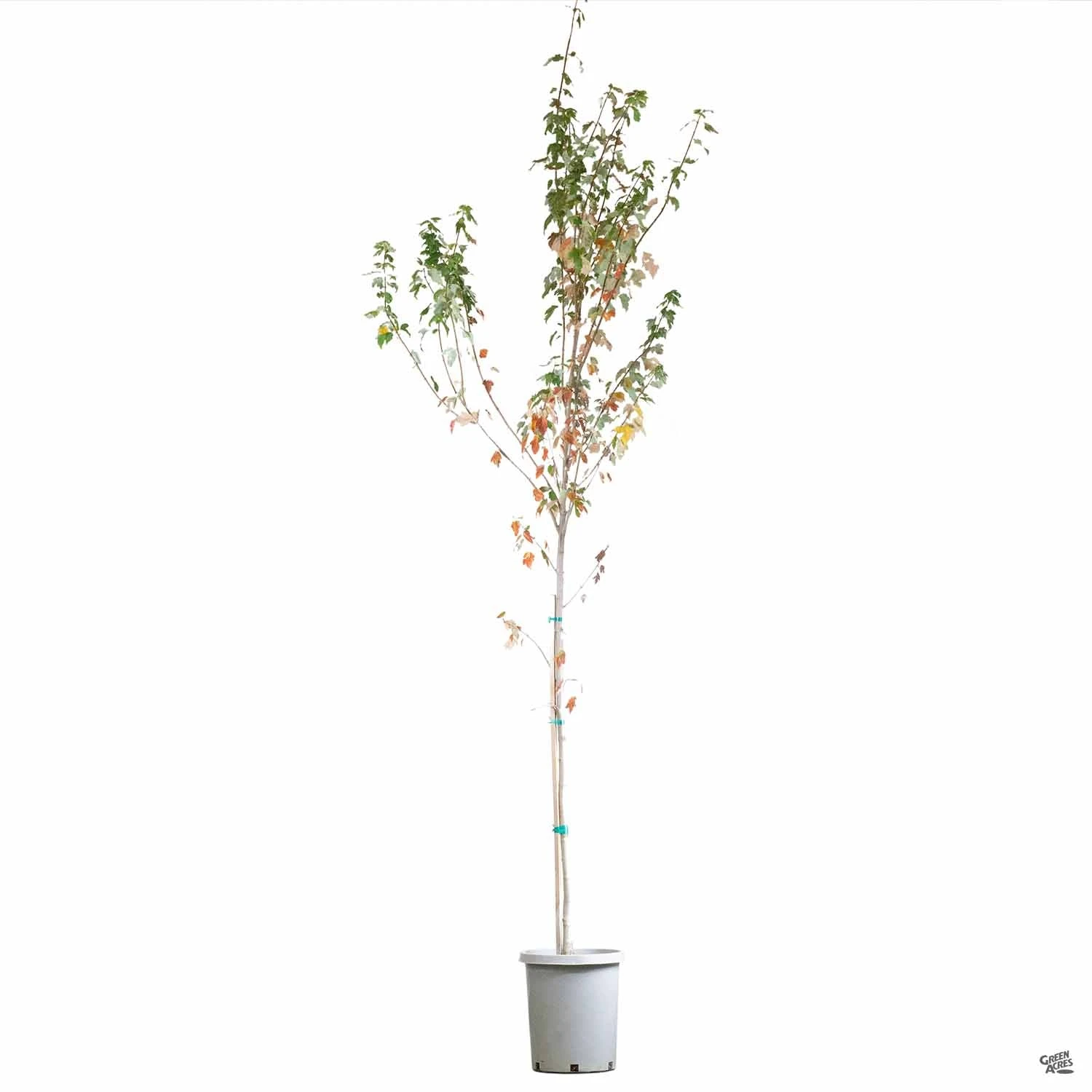 Red Maple 'Red Sunset' 2 Red Maple 'Red Sunset' - Image 2