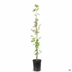 Coral Bark Maple -Plant Sales Shop Acer SangoKaku 1gal 76a9e218 3c01 48e0 a1d7 759cc6cc4365