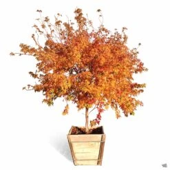 Coral Bark Maple -Plant Sales Shop Acer SangoKaku 24in