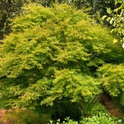 Japanese Maple 'Seiryu' -Plant Sales Shop Acer Seiryu2 c0fd0e13 666d 4dd3 9900 a65ca48d2064