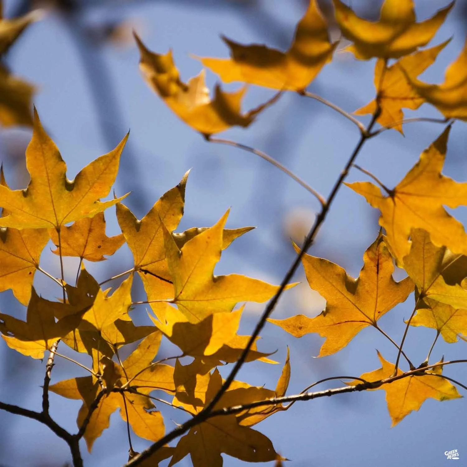 Shantung Maple 'Pacific Sunset' 2 Shantung Maple 'Pacific Sunset' - Image 2