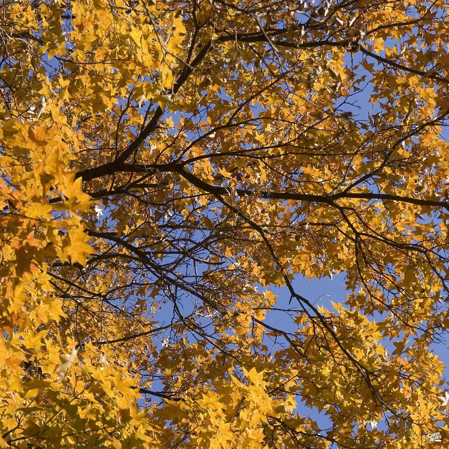 Shantung Maple 'Pacific Sunset' 3 Shantung Maple 'Pacific Sunset' - Image 3