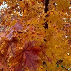 Shantung Maple 'Pacific Sunset'