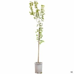 Shantung Maple 'Pacific Sunset' 9 Shantung Maple 'Pacific Sunset' -Plant Sales Shop Acer ShantungMaple PacificSunset 15gal 67a948df 3744 48cd 8f92 57296cc6e9cc