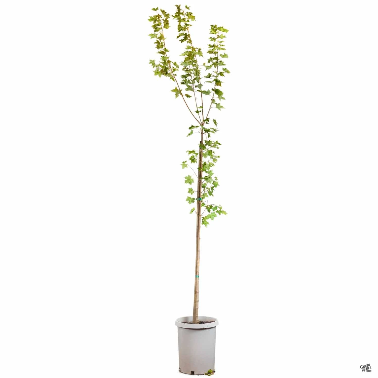 Shantung Maple 'Pacific Sunset' 5 Shantung Maple 'Pacific Sunset' - Image 5