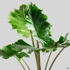 Elephant Ear 'Portora'