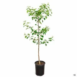 Apple 'Fuji', Dwarf -Plant Sales Shop Apple Malus Fuji 5gal 988d0406 125b 44df bbde 5148bd558695