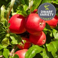 Apple 'Fuji', Dwarf