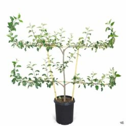 Apple, 3-Tier Espalier 'Fuji' -Plant Sales Shop Apple Malus Fuji Espaliered 7gal 18b2bdda 20dc 4105 9fbd 9eb2e6120f47