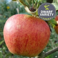Apple 'Gala', Dwarf